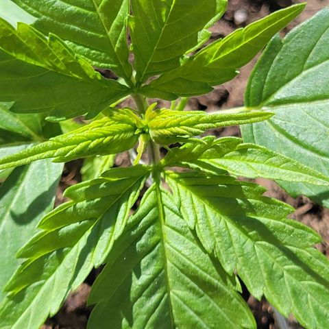 Runtz Auto growlog timeline photo