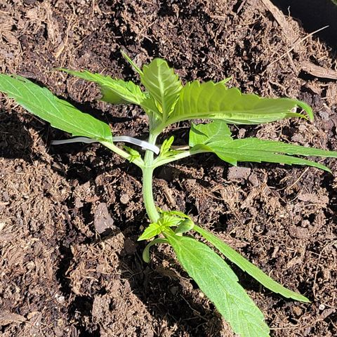 Runtz Auto growlog timeline photo