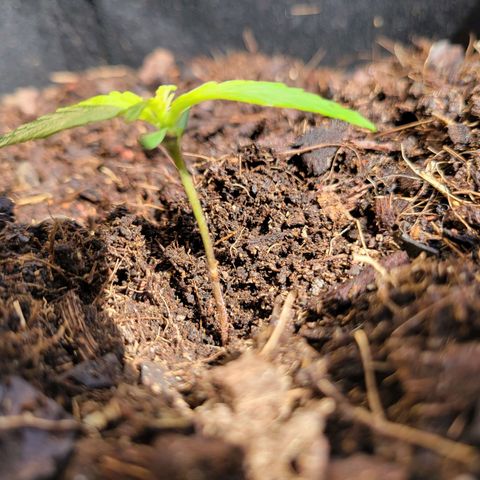 Súper Lemon Haze auto growlog timeline photo