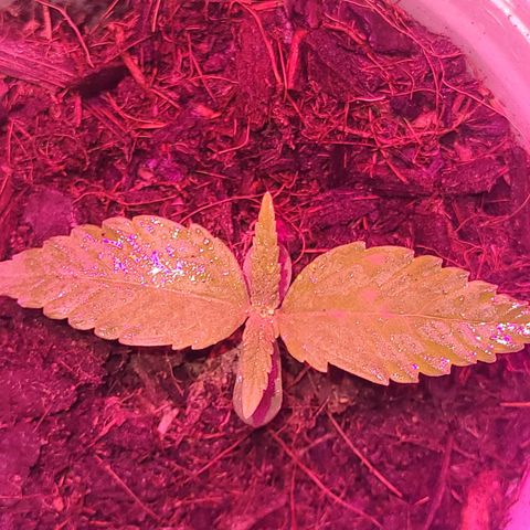 Gorilla Glue #4 growlog timeline photo