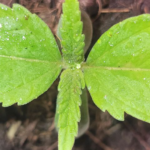 Gorilla Glue #4 growlog timeline photo