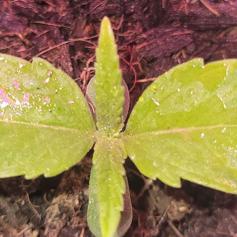 Gorilla Glue #4 growlog timeline photo