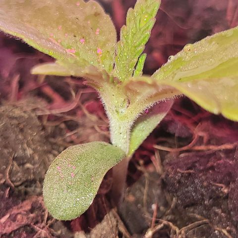 Gorilla Glue #4 growlog timeline photo