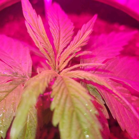 Runtz Auto growlog timeline photo
