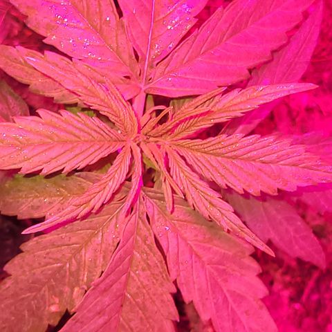 Runtz Auto growlog timeline photo