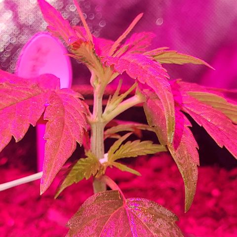 Runtz Auto growlog timeline photo