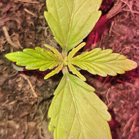 Súper Lemon Haze auto growlog timeline photo