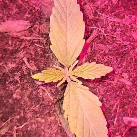 Súper Lemon Haze auto growlog timeline photo
