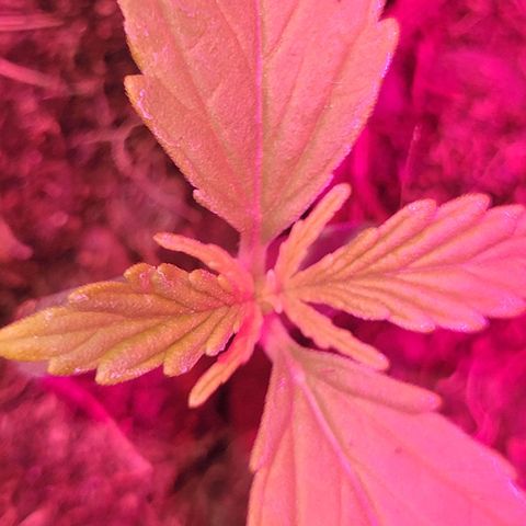Súper Lemon Haze auto growlog timeline photo