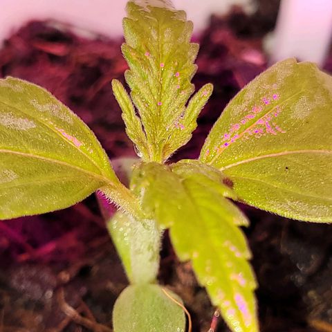 Gorilla Glue #4 growlog timeline photo