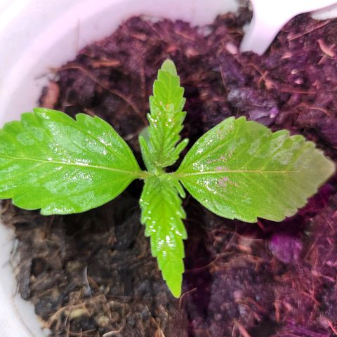 Gorilla Glue #4 growlog timeline photo