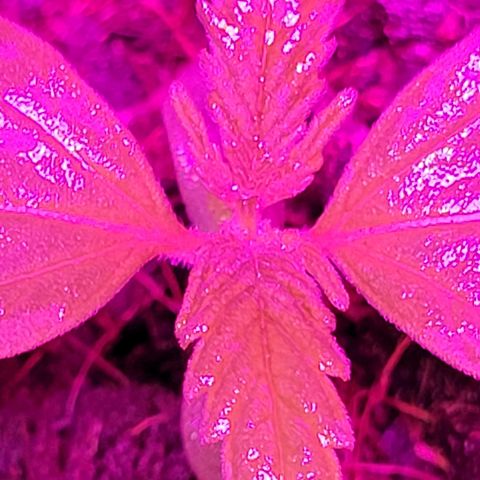 Gorilla Glue #4 growlog timeline photo
