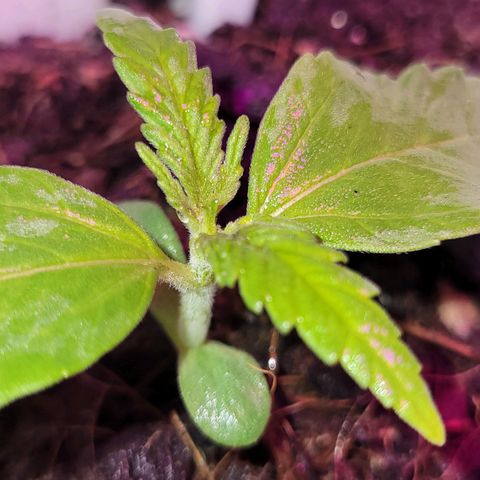 Gorilla Glue #4 growlog timeline photo