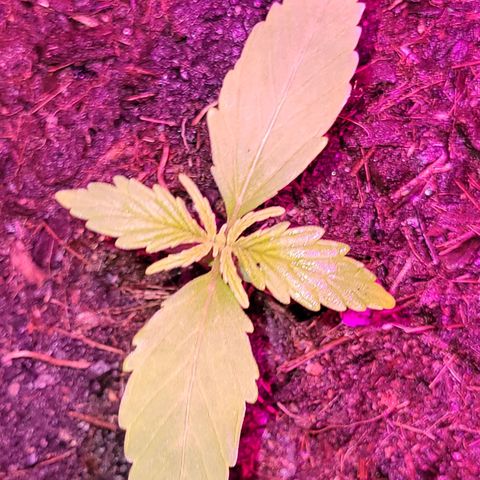 Súper Lemon Haze auto growlog timeline photo