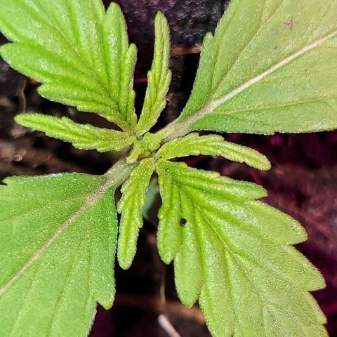 Súper Lemon Haze auto growlog timeline photo