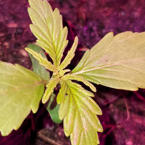 Súper Lemon Haze auto growlog timeline photo