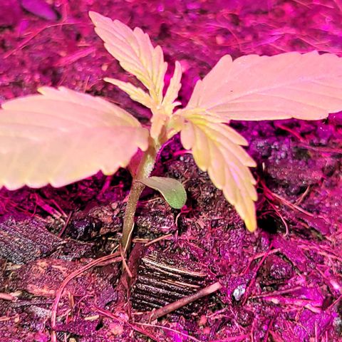 Súper Lemon Haze auto growlog timeline photo