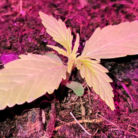 Súper Lemon Haze auto growlog timeline photo