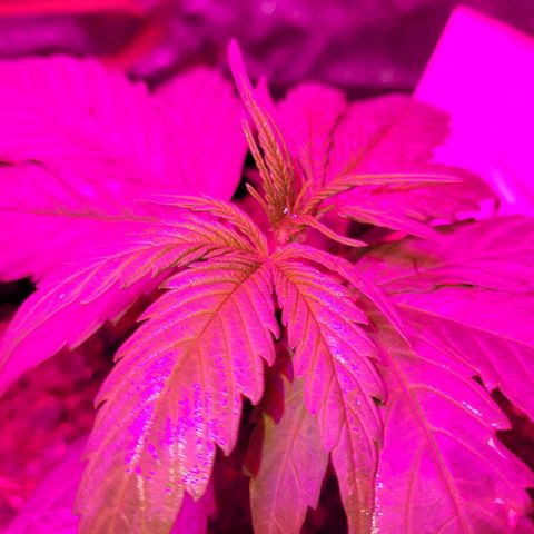 Runtz Auto growlog timeline photo