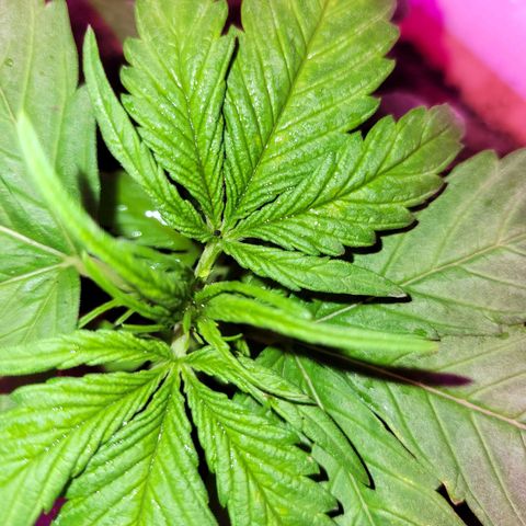 Runtz Auto growlog timeline photo