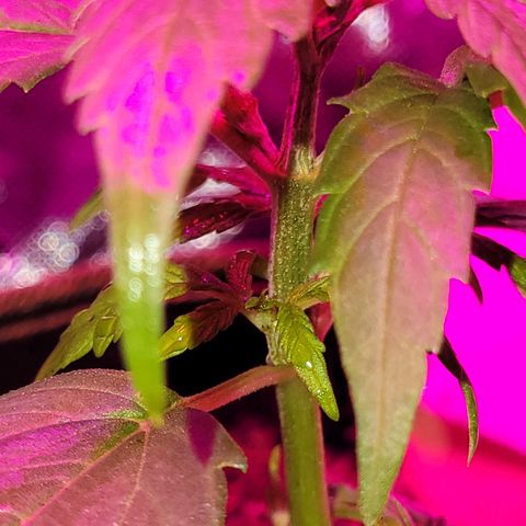 Runtz Auto growlog timeline photo