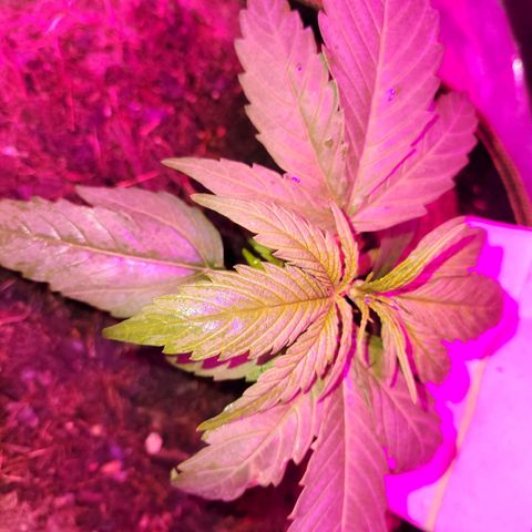 Runtz Auto growlog timeline photo