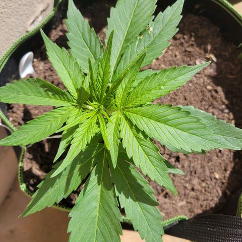 Runtz Auto growlog timeline photo