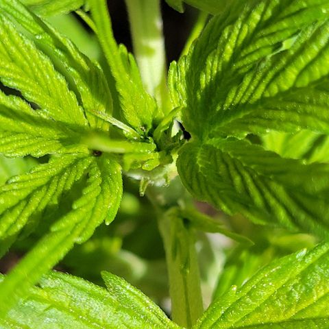 Runtz Auto growlog timeline photo