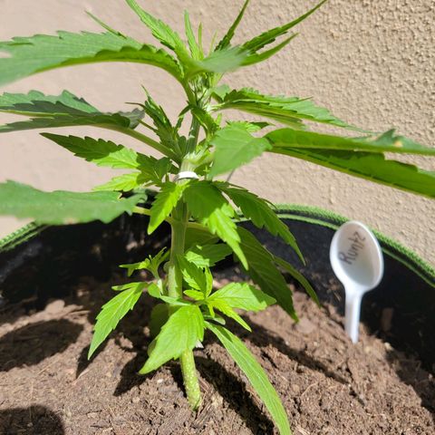 Runtz Auto growlog timeline photo