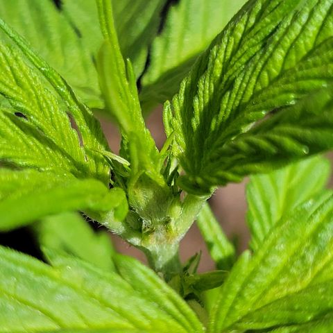 Runtz Auto growlog timeline photo