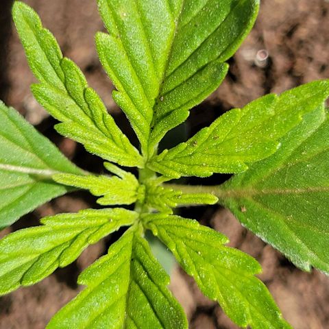Súper Lemon Haze auto growlog timeline photo