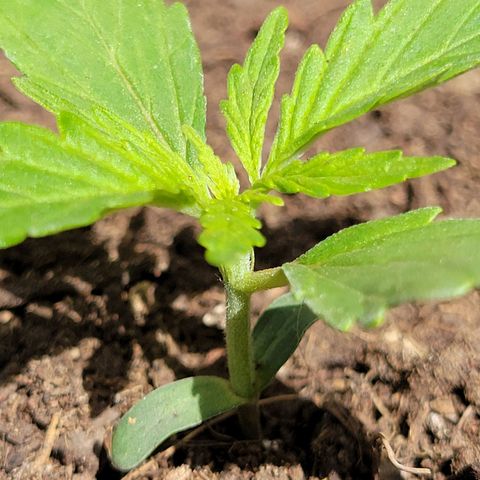 Súper Lemon Haze auto growlog timeline photo
