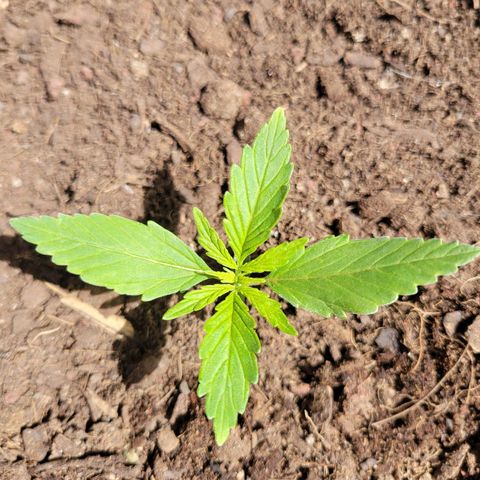 Súper Lemon Haze auto growlog timeline photo