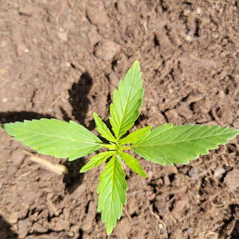Súper Lemon Haze auto growlog timeline photo
