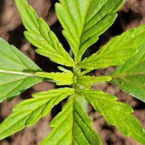Súper Lemon Haze auto growlog timeline photo