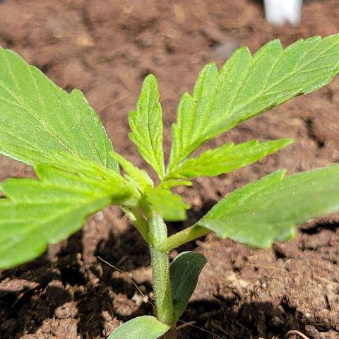 Súper Lemon Haze auto growlog timeline photo