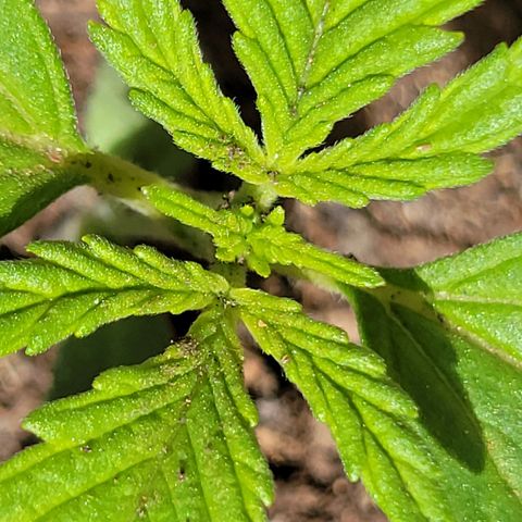 Gorilla Glue #4 growlog timeline photo