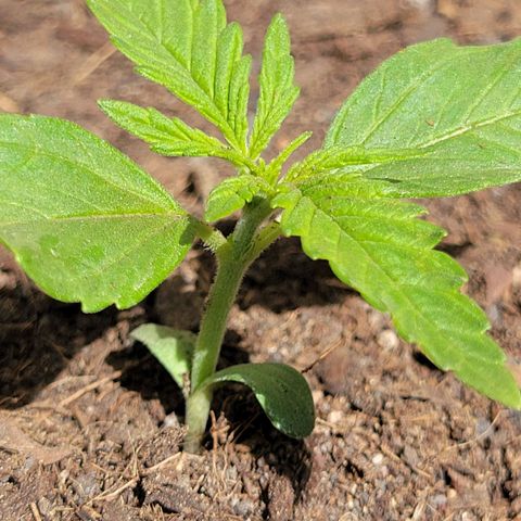 Gorilla Glue #4 growlog timeline photo