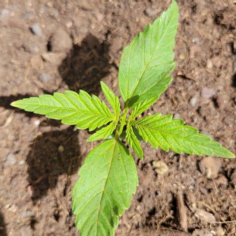 Gorilla Glue #4 growlog timeline photo
