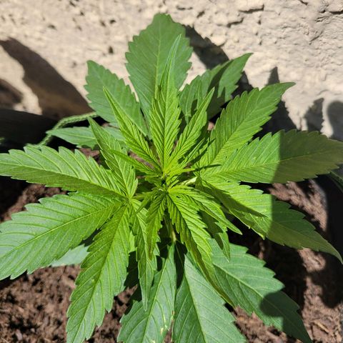 Runtz Auto growlog photo: Prefloracion 