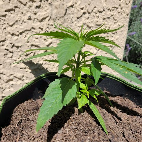 Runtz Auto growlog photo: Prefloracion 