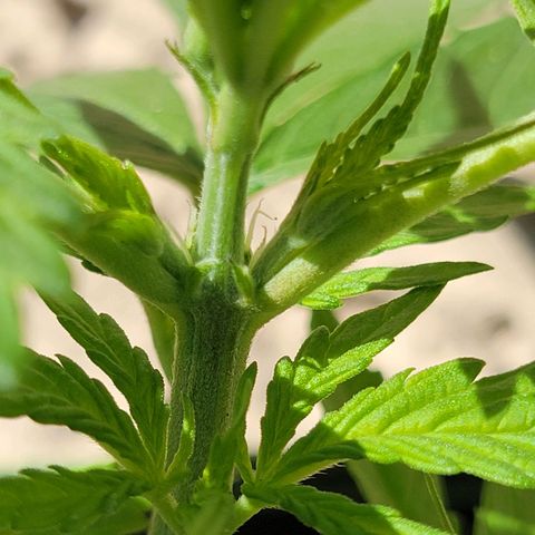 Runtz Auto growlog photo: Prefloracion 