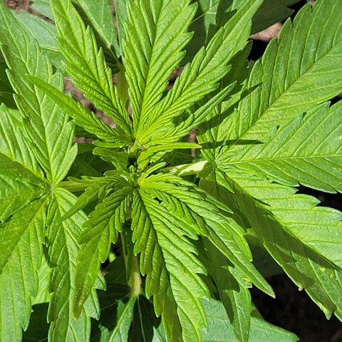 Runtz Auto growlog photo: Prefloracion 