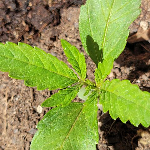 Gorilla Glue #4 growlog timeline photo