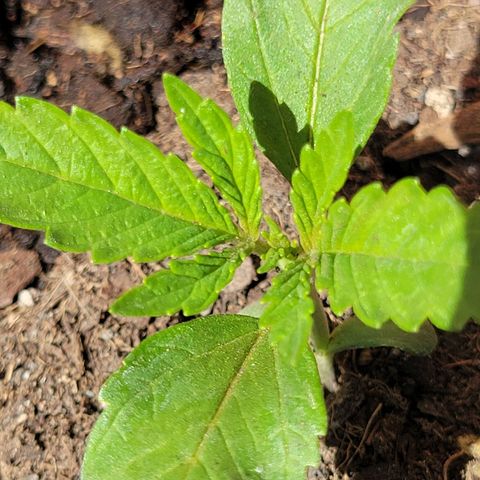 Gorilla Glue #4 growlog timeline photo