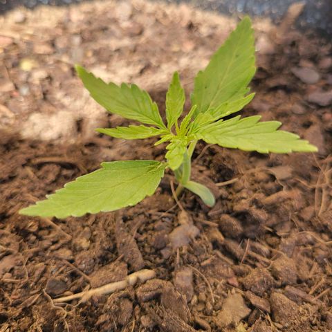 Gorilla Glue #4 growlog timeline photo