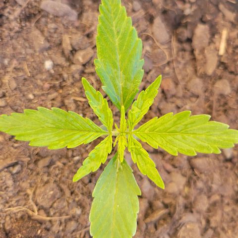 Gorilla Glue #4 growlog timeline photo
