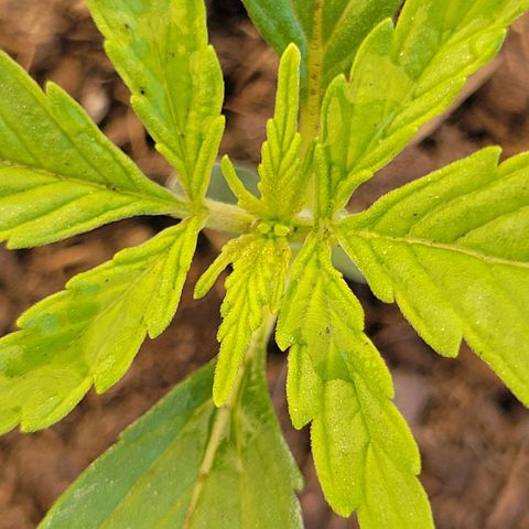 Gorilla Glue #4 growlog timeline photo
