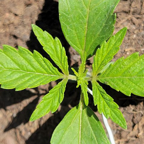 Gorilla Glue #4 growlog timeline photo