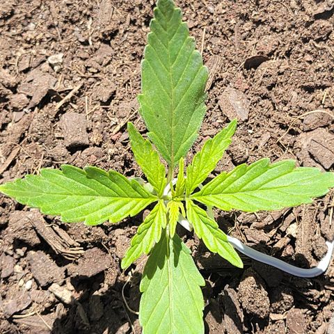 Súper Lemon Haze auto growlog timeline photo